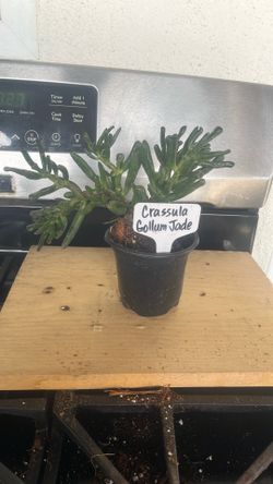 Crassula Gollum Jade