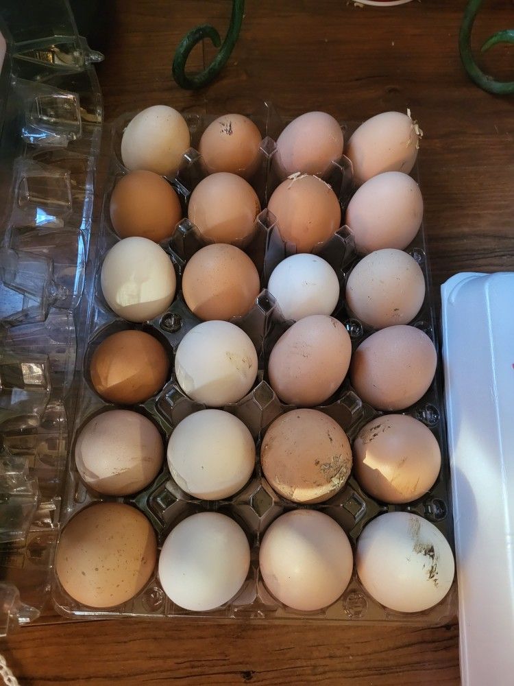 Backyard Chicken Eggs