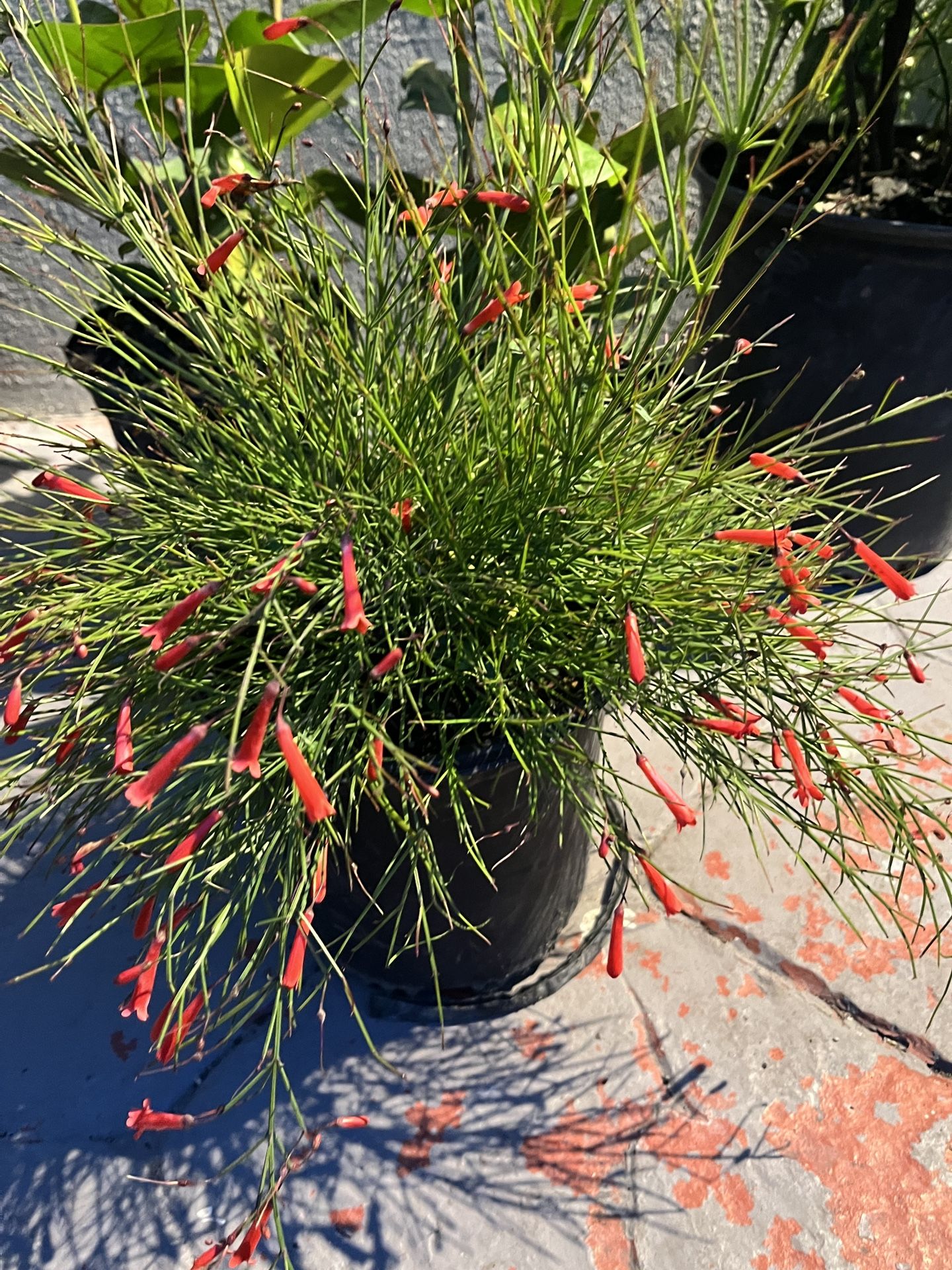 Firecracker Red Russelia Roja