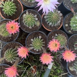 Beautiful Blooms