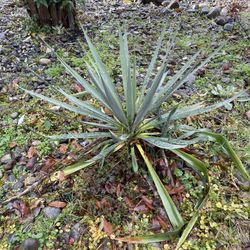 Yucca Plant Starts - $3/each