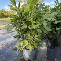 Fishtail Palms 7 Gallon