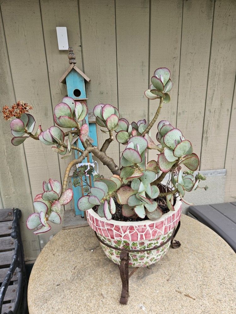 Silver Dollar Jade Bonsai Plants-mature Succulentent In The Vintage Planter