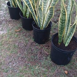 SNAKE PLANTS $20 EACH