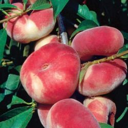 Donut Peaches Tree