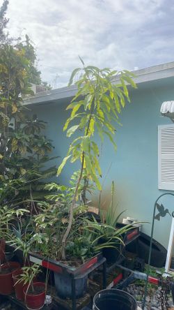 Plants 4 Vets - Mango Trees Potted