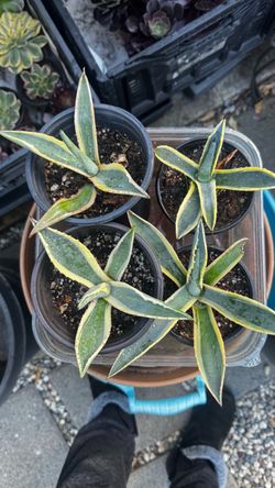Agave Americana in 4” pot