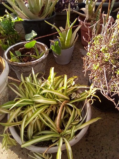 Spider Plants In A Pot $9