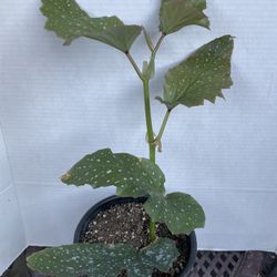 HERMOSAS PLANTAS NATURALES “ALAS DE ÁNGEL PLANT 