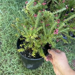 Brand New 1gal Grevillea Ianigera Plant, Plants for sale, Plantas 1 galón