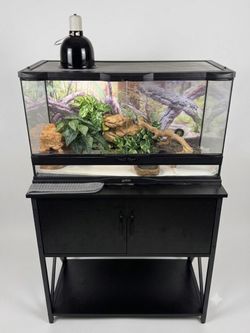 Large Glass Reptile Terrarium with Stand