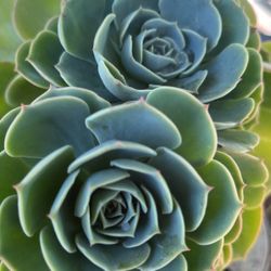 Plantas rueda de la fortuna