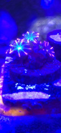 Firework clove polyps decor