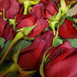 Beautiful FRESH ❤️ Red Roses 🌹 Petals 