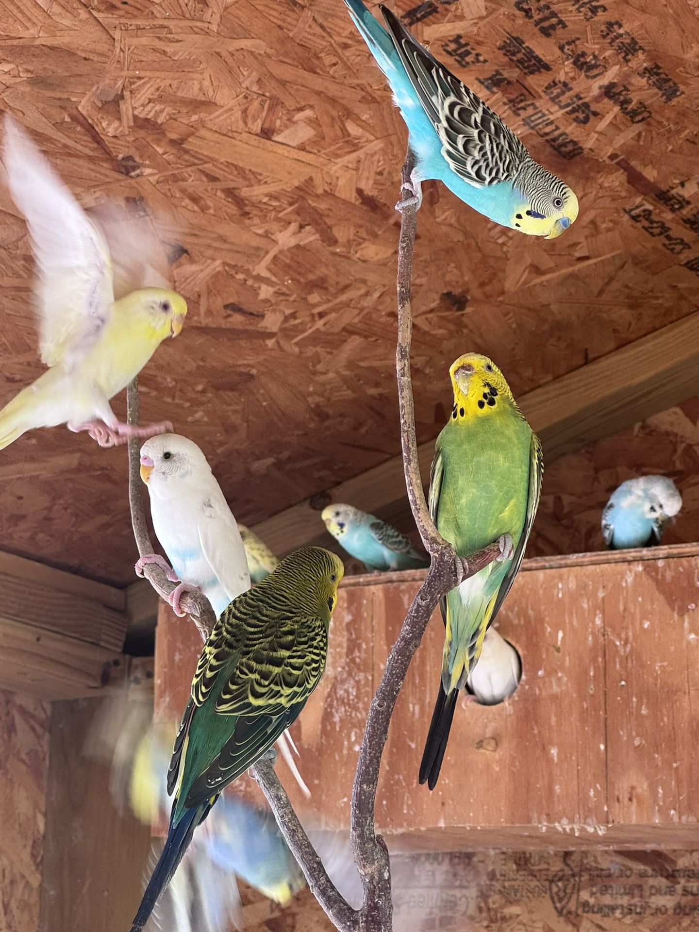 Bird Cages