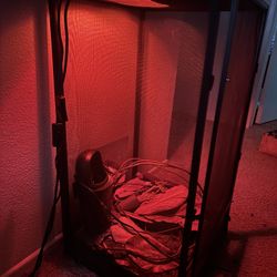 $100 Iguana Chameleon Gage And Accessories