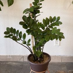Raven ZZ Plant