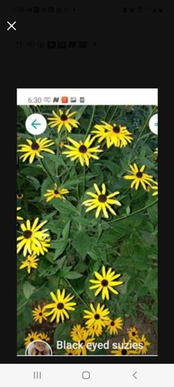 Multiple Perrienals for sale  black eyed susies avail