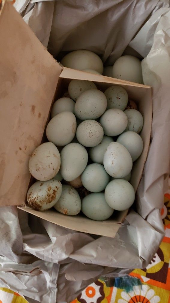 Fertile Celadon Quail Blue And Standard Size Coturnix Quail Egg