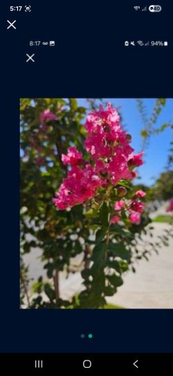 Arbold de flores.  Color rosa.  Es mas de 5ft de Alto.  Florea en Verano otono