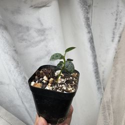 Hoya Lithophytica - 3.5” Pot - Rooted In Soil