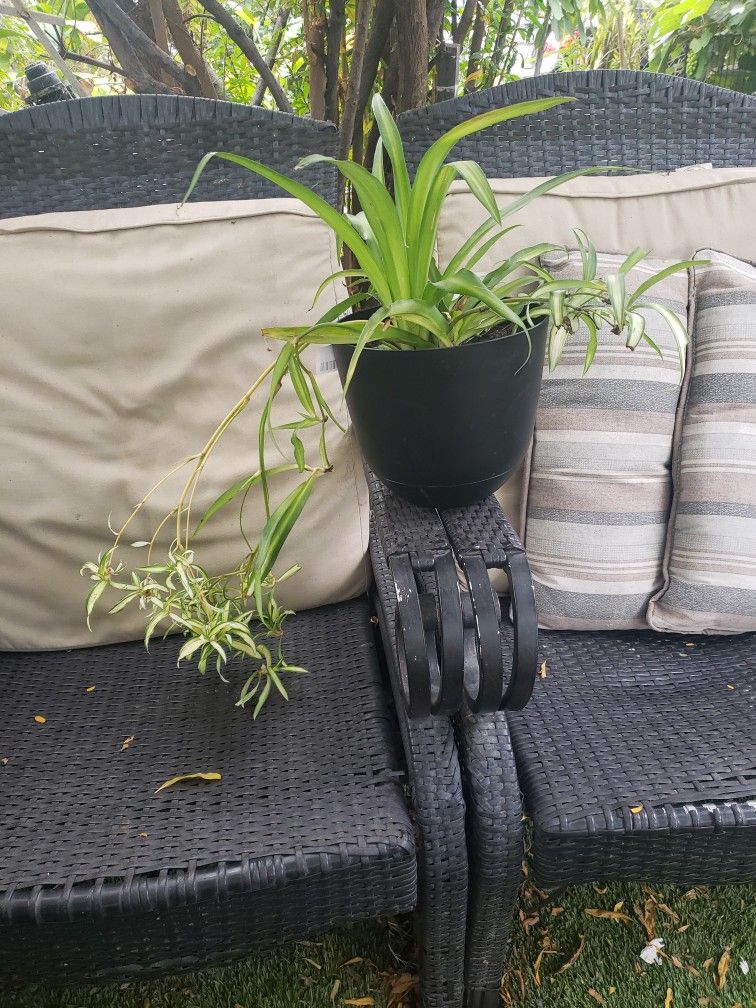 Spider Plant.