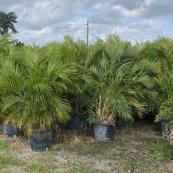 Arecas 15 galones 5 - 6 ft 