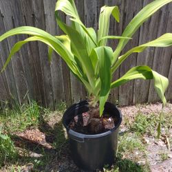 Potted Plant 