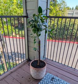Lemon Tree 🍋 (potted)