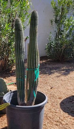 Organ Pipe Cactus