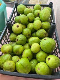Guayabas orgánicas $2 la libra.