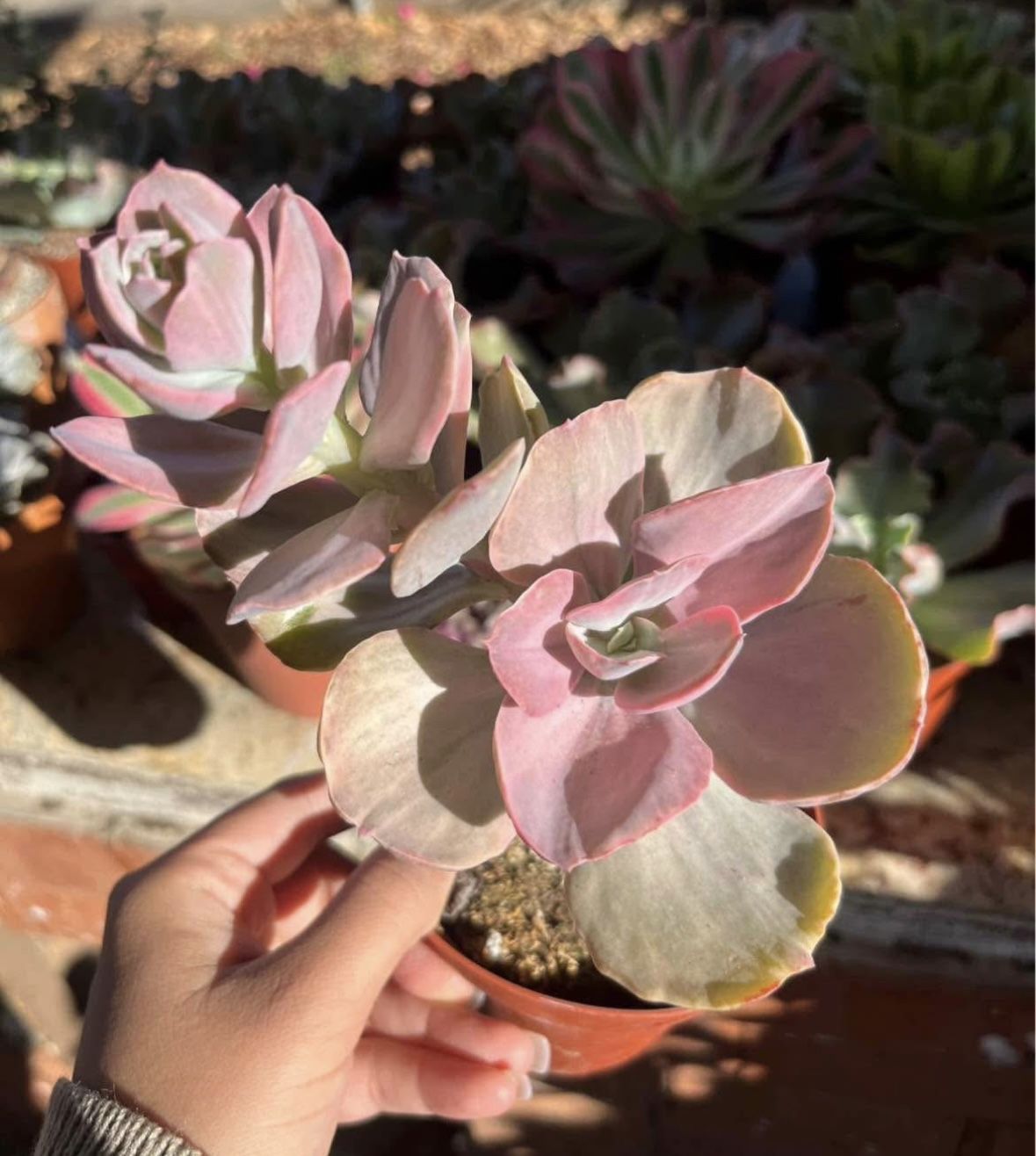 Rare Succulent
