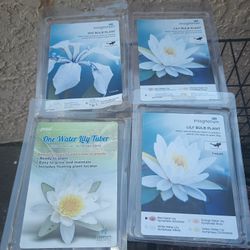 Water Lilly Bulb Plant 1 Count 