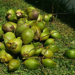 Fresh Cut Coconuts $1 Ea (Have 177 ) Loxahatchee 