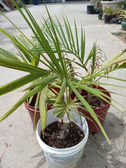 King Palms 20.00  dlls.
