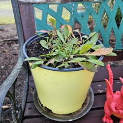 Garden Plant Shasta Large Daisies