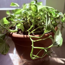 Marble Queen Pothos in plastic planter