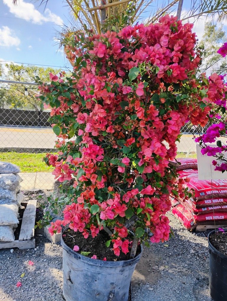 Sale! Large Bougainvillea From $250
