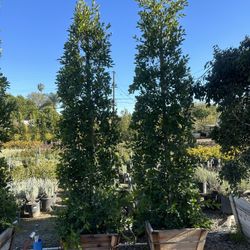 Ficus Nitida Indian Laurel Privacy Hedge