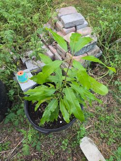 Young Mango Tree Seedling in Black Nursery Pot