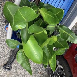 Bird Of Paradise Plants!! $15 Each!! 