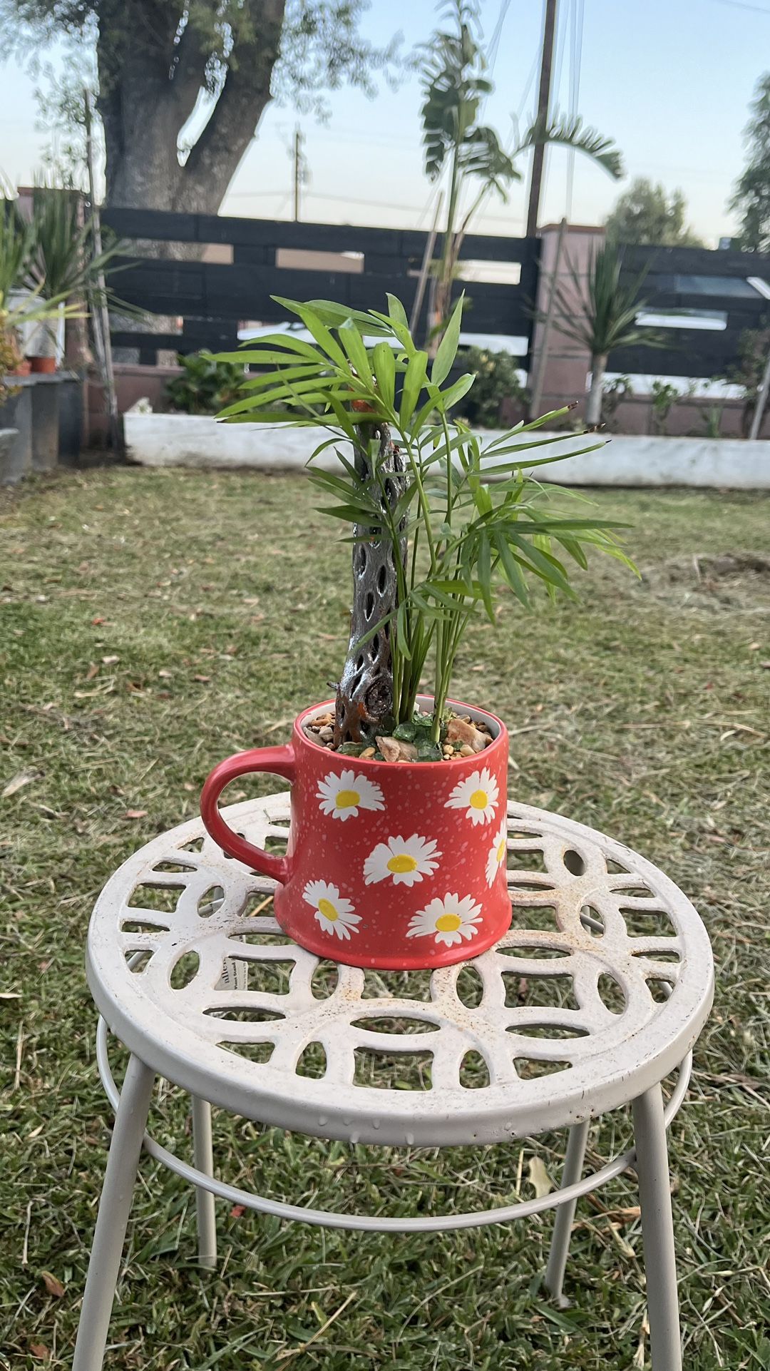 Very Healthy Little Palm Plant In Cute Cup 