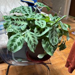 Prayer Plant