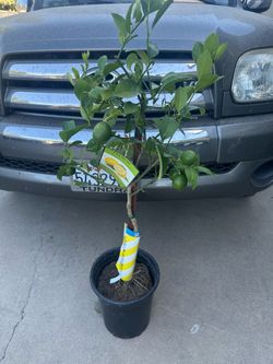 Lemon Tree