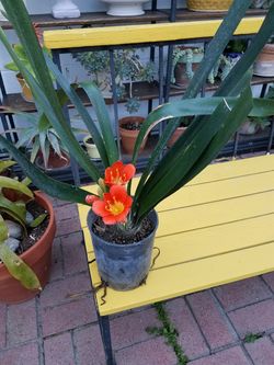 Clivia orange flowers long elongated leaves