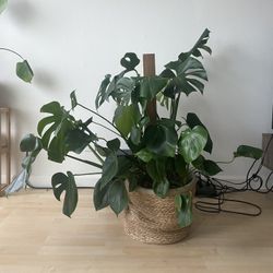 Beautiful Large 34” Monstera Plant