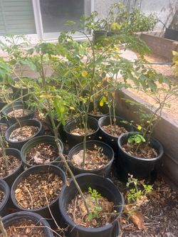 Moringa trees