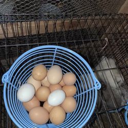 Fresh eggs