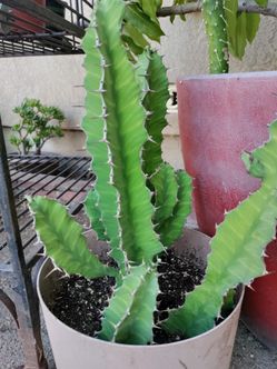 Cactus