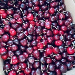 sweet fresh bing cherries